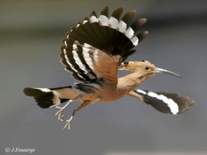 Huppe fasciée Upupa epops Eurasian Hoopoe