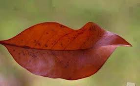 Leaf lips